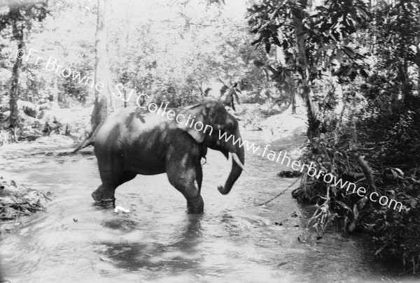 ELEPHANTS THE CHAINED WILD ELEPHANTS